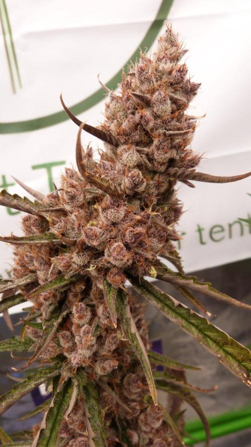 GoodGenetix G-Donutz Automatic. Week 13