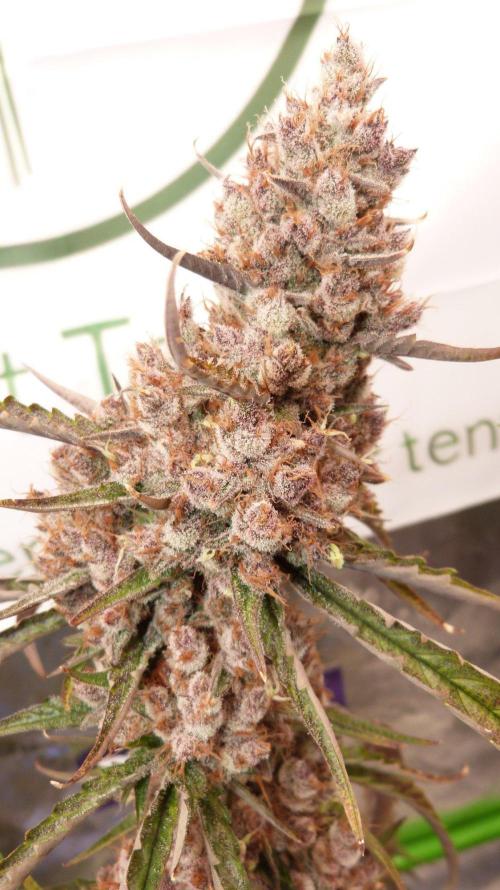 GoodGenetix G-Donutz Automatic. Week 13