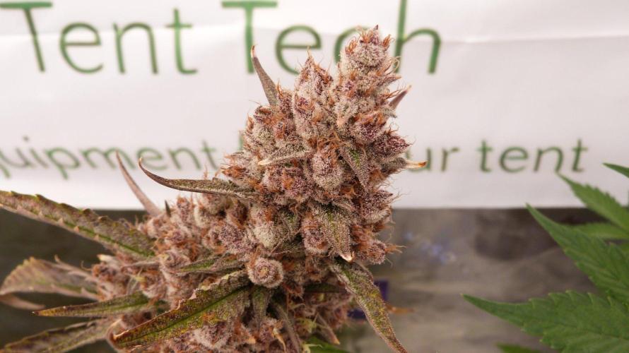 GoodGenetix G-Donutz Automatic. Week 13