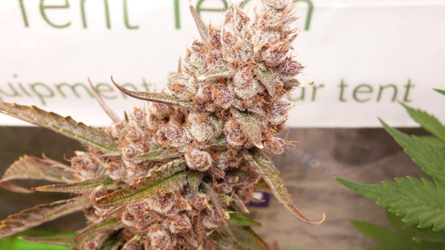 GoodGenetix G-Donutz Automatic. Week 13