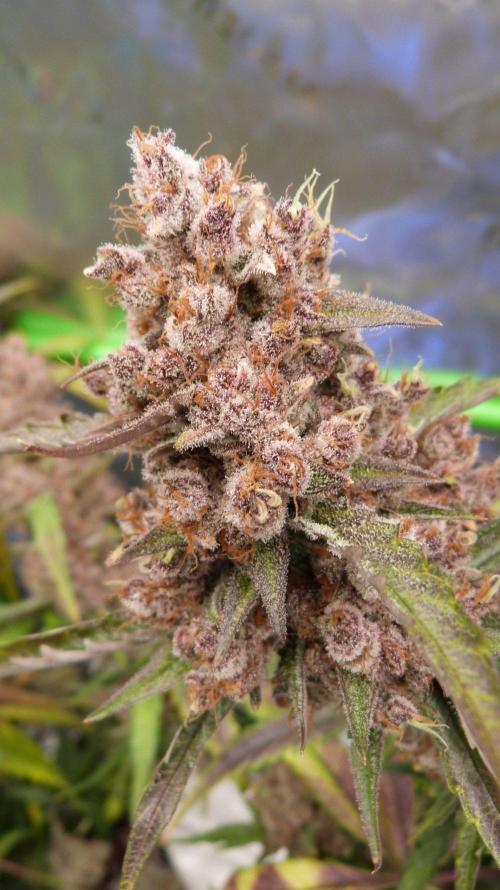 GoodGenetix G-Donutz Automatic. Week 13