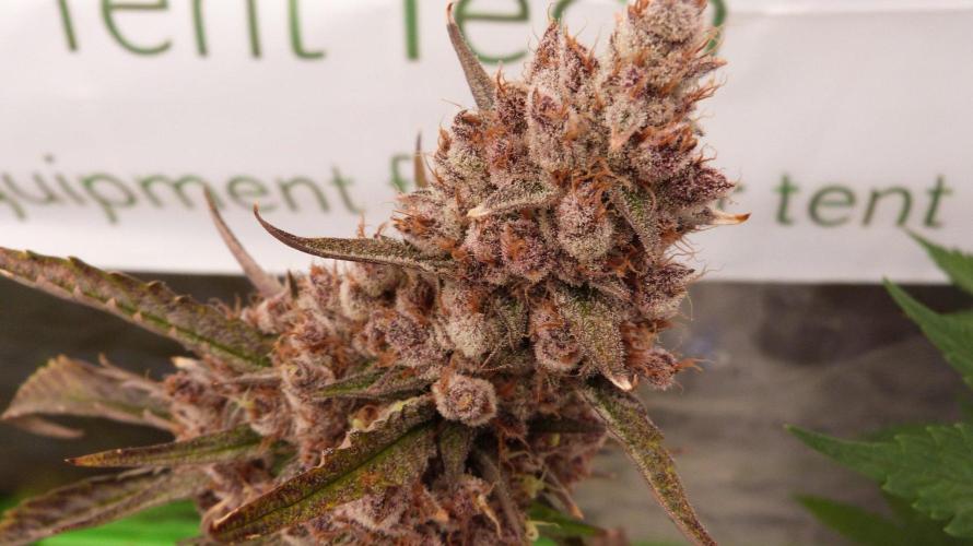 GoodGenetix G-Donutz Automatic. Week 13