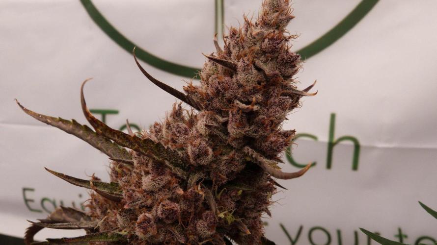 GoodGenetix G-Donutz Automatic. Week 13