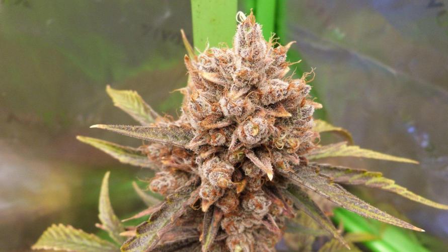 GoodGenetix G-Donutz Automatic. Week 13
