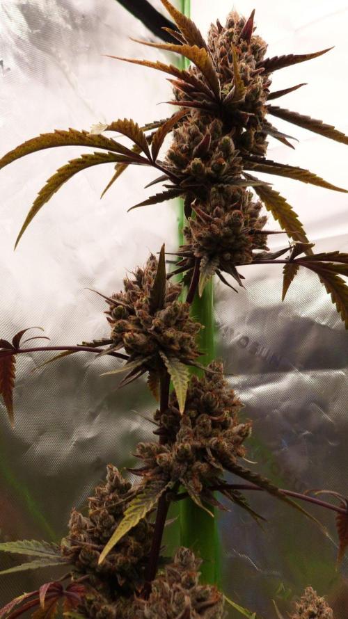 GoodGenetix G-Donutz Automatic. Week 13