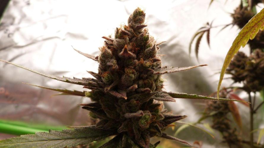GoodGenetix G-Donutz Automatic. Week 13