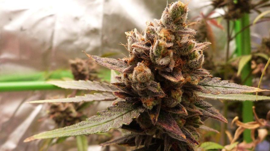GoodGenetix G-Donutz Automatic. Week 13