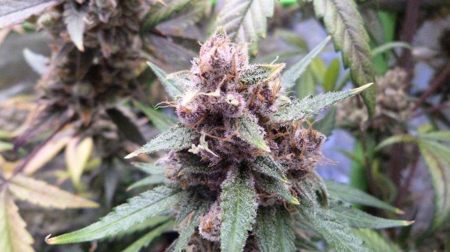 GoodGenetix G-Donutz Automatic. Week 13