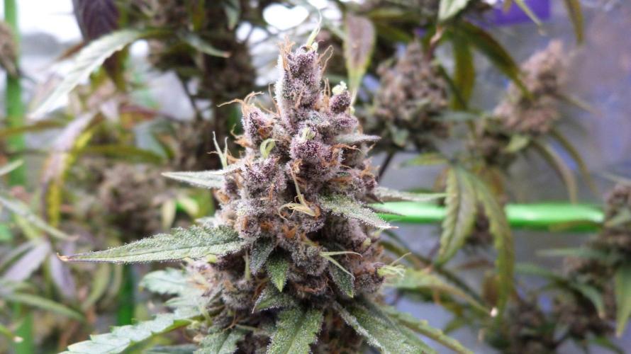 GoodGenetix G-Donutz Automatic. Week 13