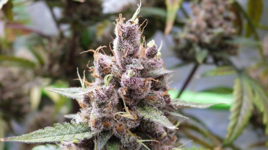 GoodGenetix G-Donutz Automatic. Week 13