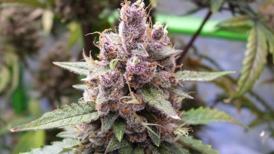GoodGenetix G-Donutz Automatic. Week 13