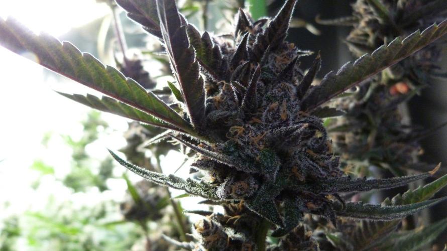 GoodGenetix Permanent-G Automatic. Week 12
