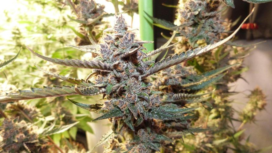 GoodGenetix Permanent-G Automatic. Week 12
