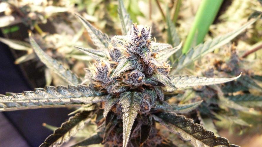 GoodGenetix Permanent-G Automatic. Week 12