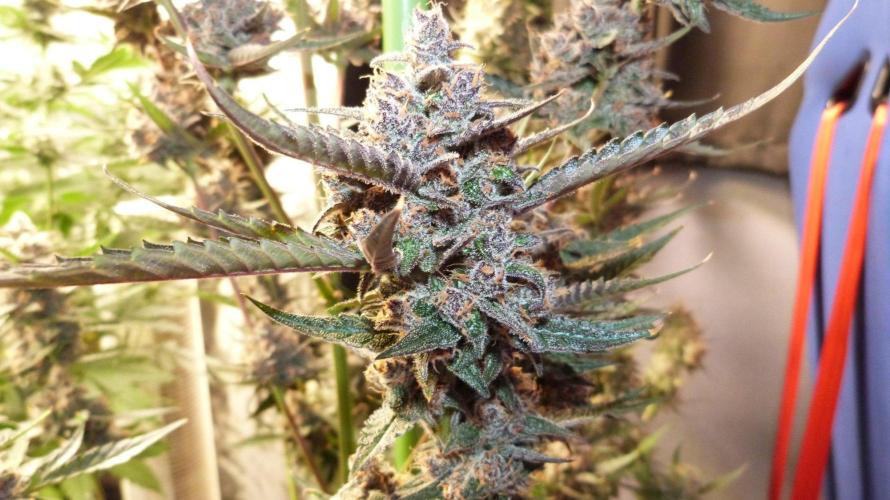 GoodGenetix Permanent-G Automatic. Week 12