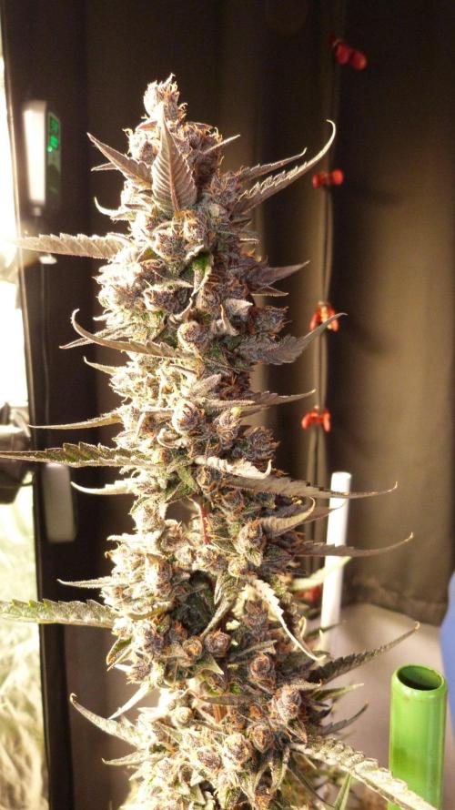 GoodGenetix Permanent-G Automatic. Week 12