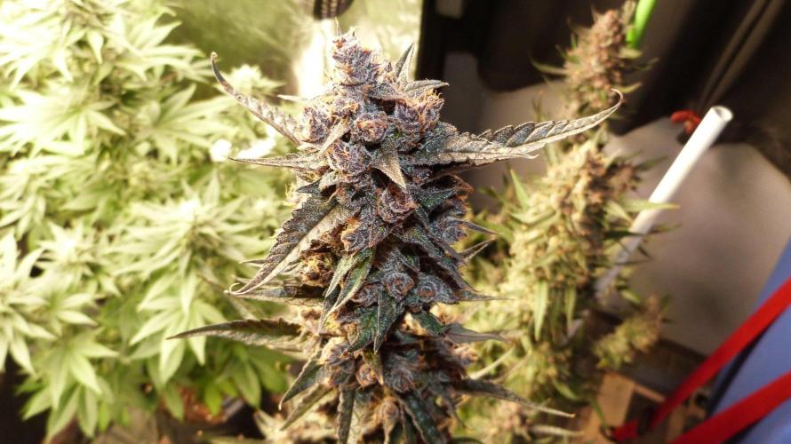 GoodGenetix Permanent-G Automatic. Week 12