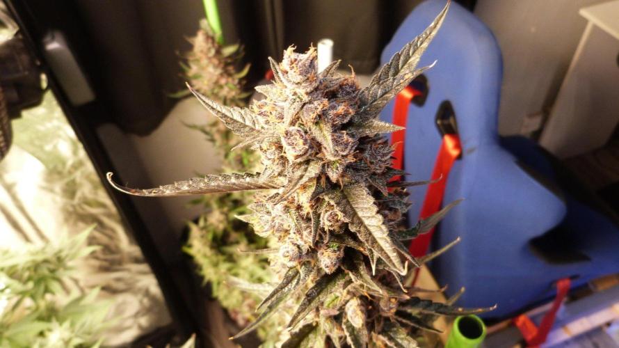 GoodGenetix Permanent-G Automatic. Week 12