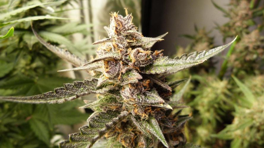 GoodGenetix Permanent-G Automatic. Week 12