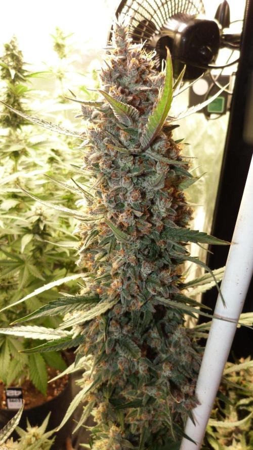 GoodGenetix Permanent-G Automatic. Week 12