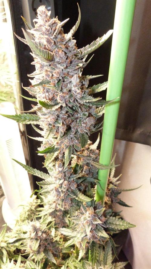 GoodGenetix Permanent-G Automatic. Week 12