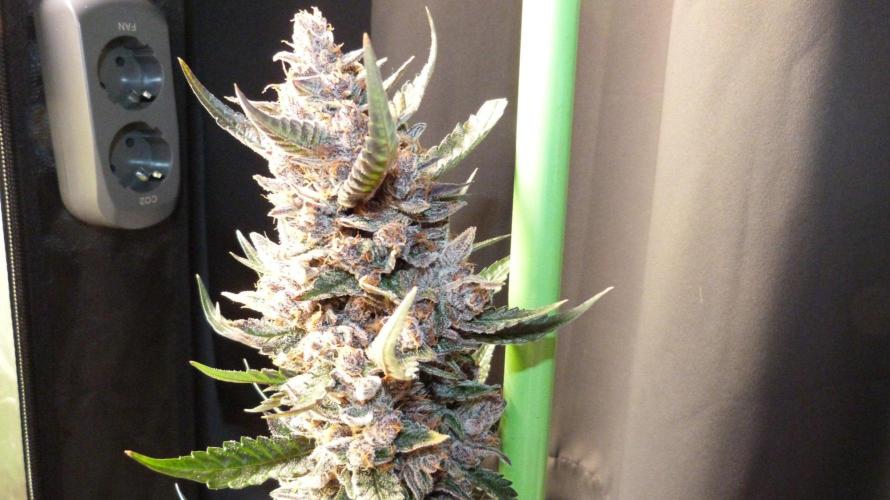 GoodGenetix Permanent-G Automatic. Week 12