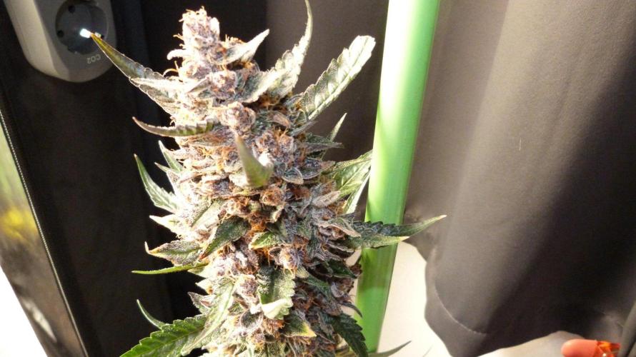 GoodGenetix Permanent-G Automatic. Week 12