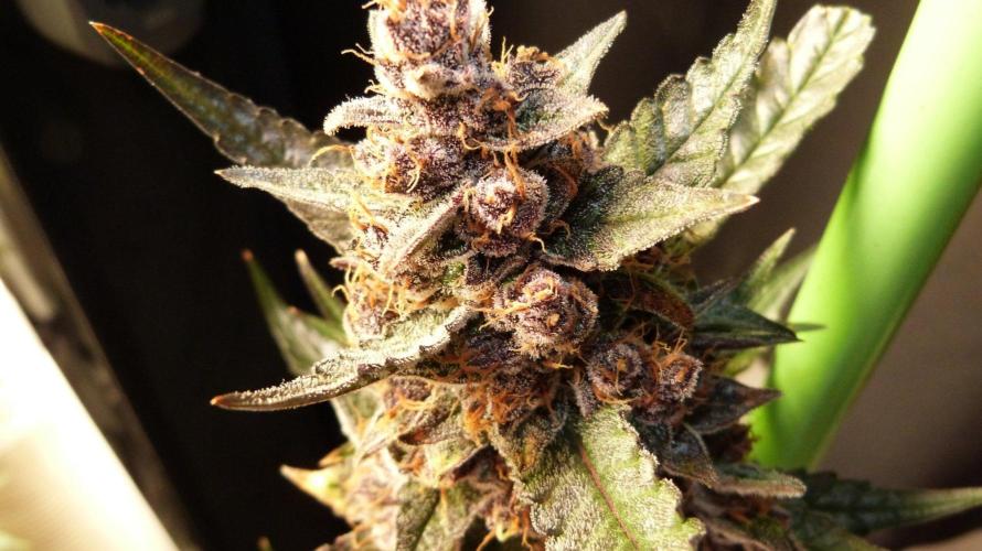 GoodGenetix Permanent-G Automatic. Week 12