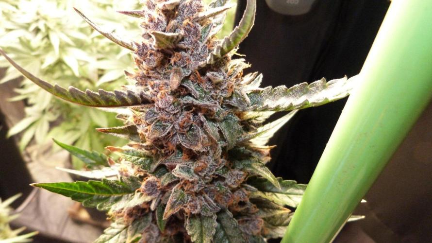 GoodGenetix Permanent-G Automatic. Week 12