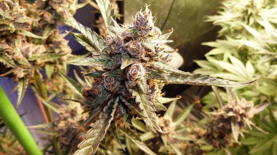 GoodGenetix Permanent-G Automatic. Week 12