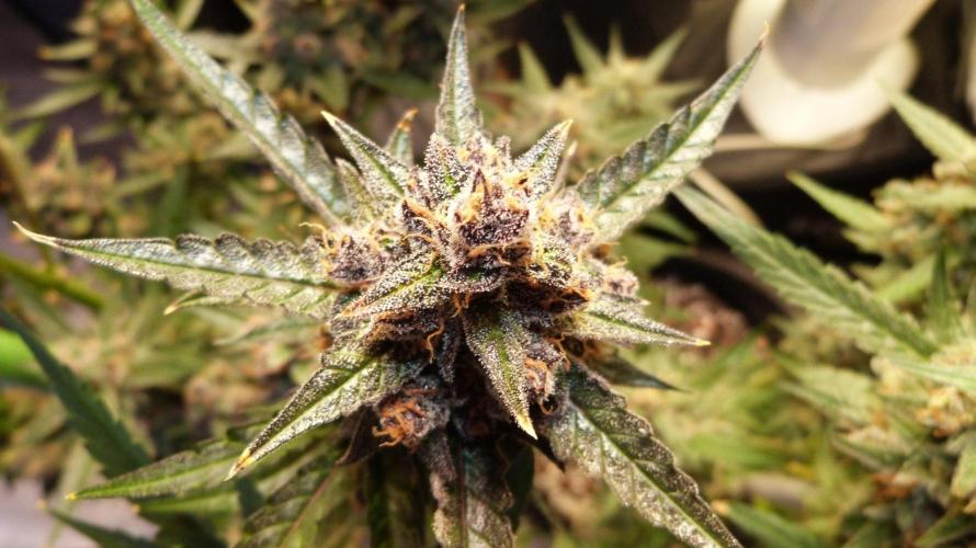 GoodGenetix Permanent-G Automatic. Week 12
