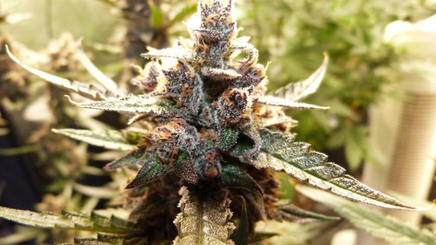 GoodGenetix Permanent-G Automatic. Week 12