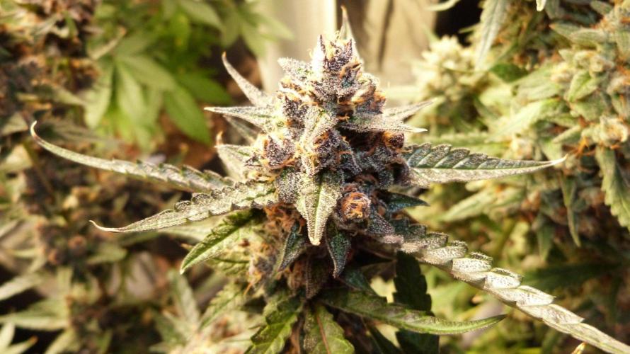 GoodGenetix Permanent-G Automatic. Week 12