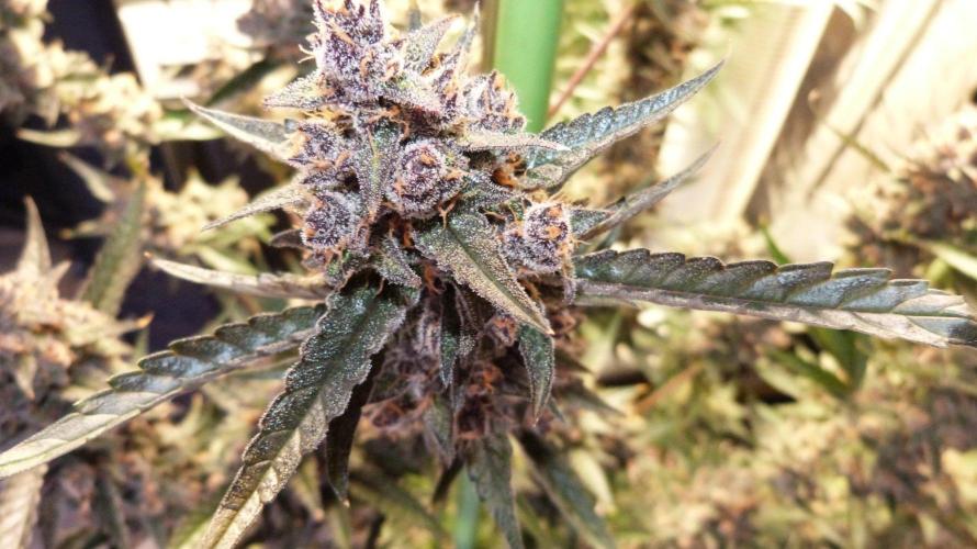 GoodGenetix Permanent-G Automatic. Week 12