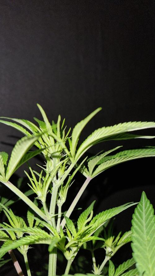 Community GROW. Week 7 - Shishka Lemonade