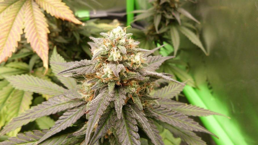 !FastBuds FBA unpublished TESTER GROW!. Week 8 - FBA2603