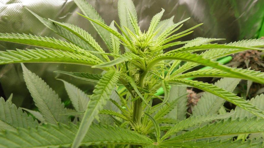 Community GROW. Week 8 - Shishka Lemonade