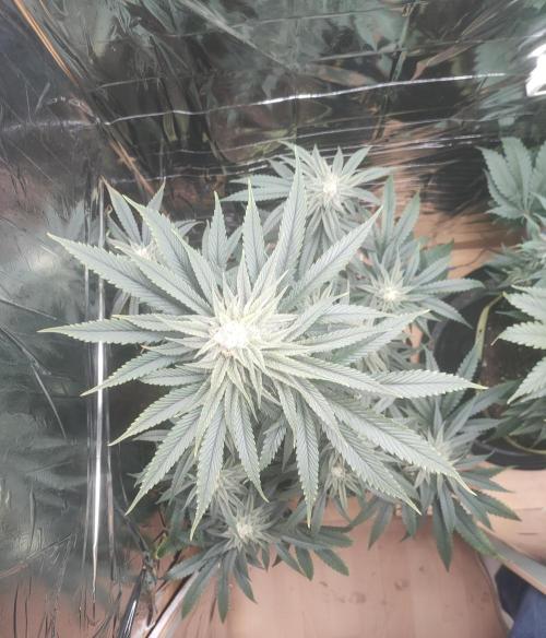 Oss Tiramisu fem. Week 10