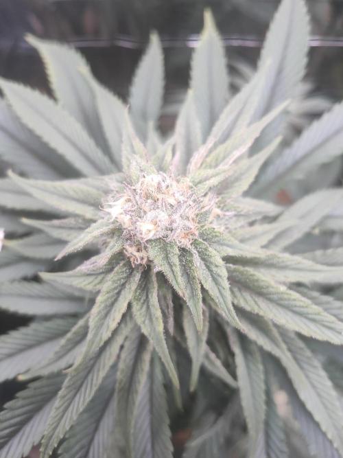 Oss Tiramisu fem. Week 10