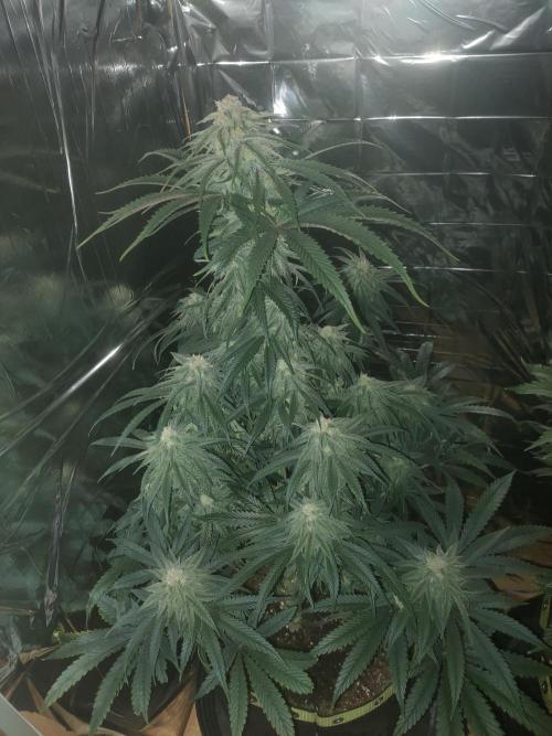 Oss Tiramisu fem. Week 10