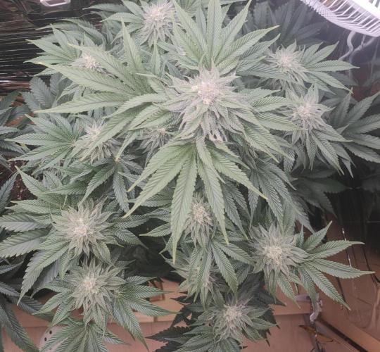 Oss Peanut Butter (ogkb) fem. Week 9