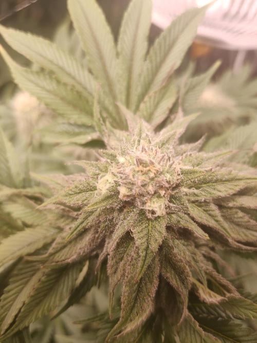 Oss Peanut Butter (ogkb) fem. Week 9