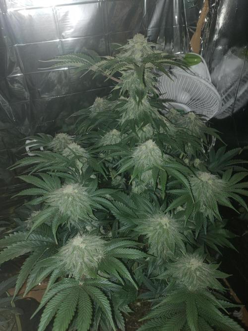 Oss Peanut Butter (ogkb) fem. Week 9