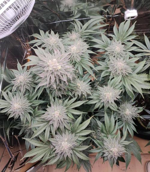 Oss Peanut Butter (ogkb) fem. Week 10