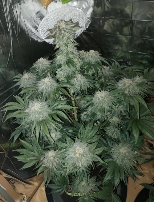 Oss Peanut Butter (ogkb) fem. Week 10