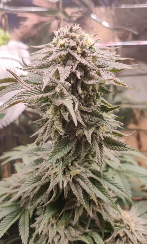 Oss Peanut Butter (ogkb) fem. Week 10