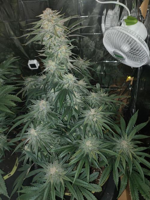 Oss Tiramisu fem. Week 11