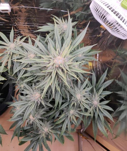 Oss Tiramisu fem. Week 11