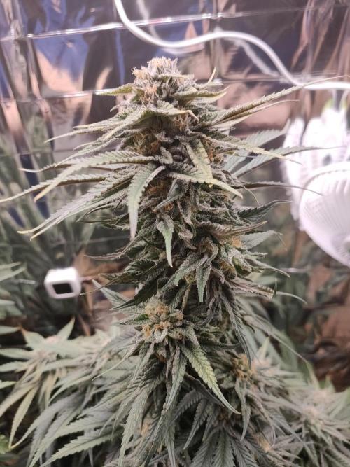 Oss Tiramisu fem. Week 11