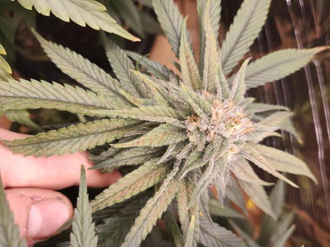 Oss Tiramisu fem. Week 11